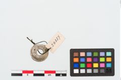 Foto von Kalksteinringperle (NHMW-PRAE-024887)